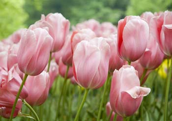 Keukenhof