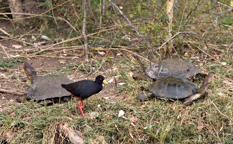 Black Crake and Terrapin