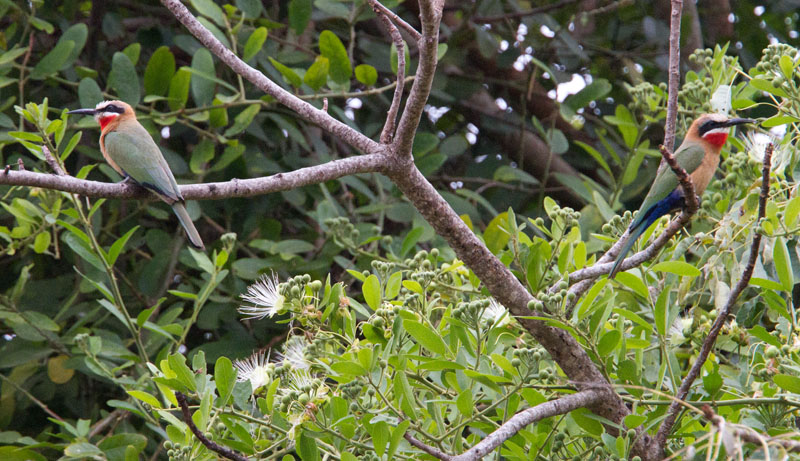 White Fronted Bee Eaters