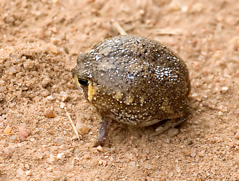 Rain Frog