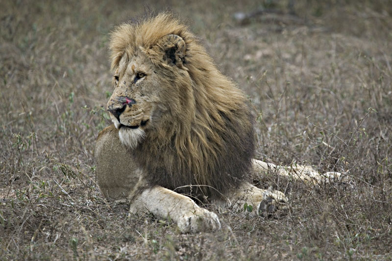 Male Lion