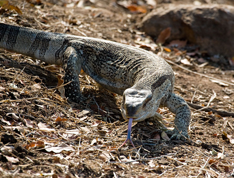 Rock Monitor