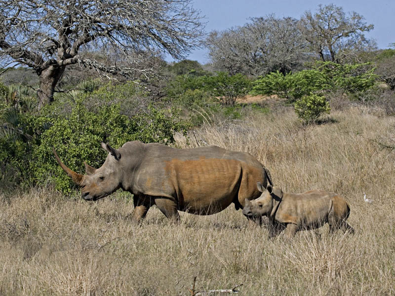 Mother And Baby Rhino