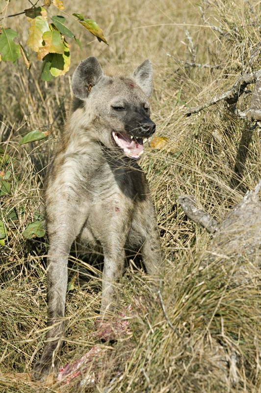 Hyena