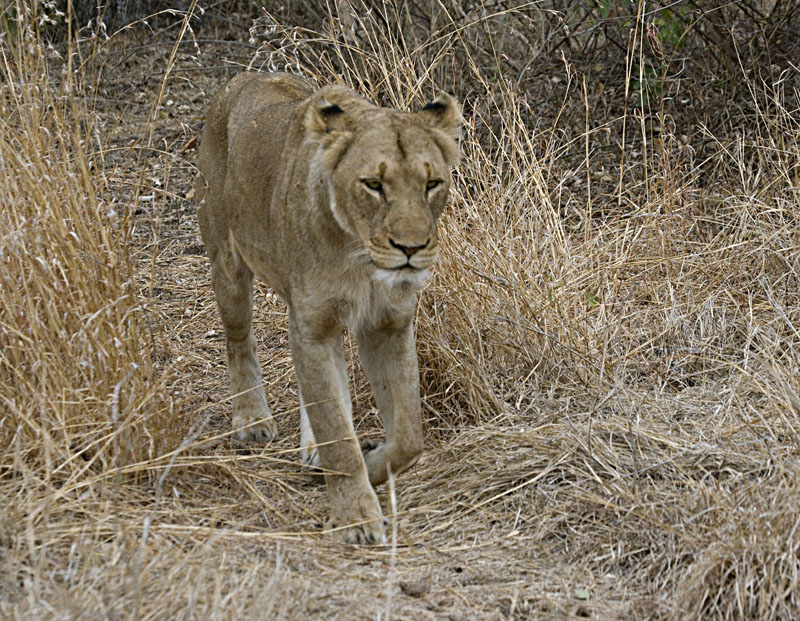 Lioness