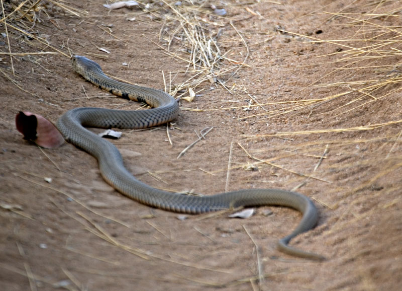 Mozambique Spitting Cobra