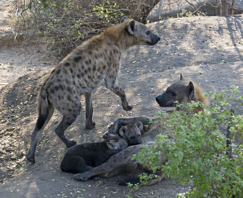 Hyena and Pups