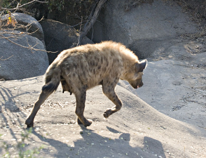 Female Hyena