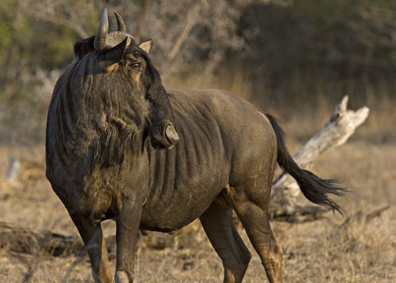 Wildebeest