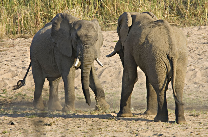 Elephant Disagreement