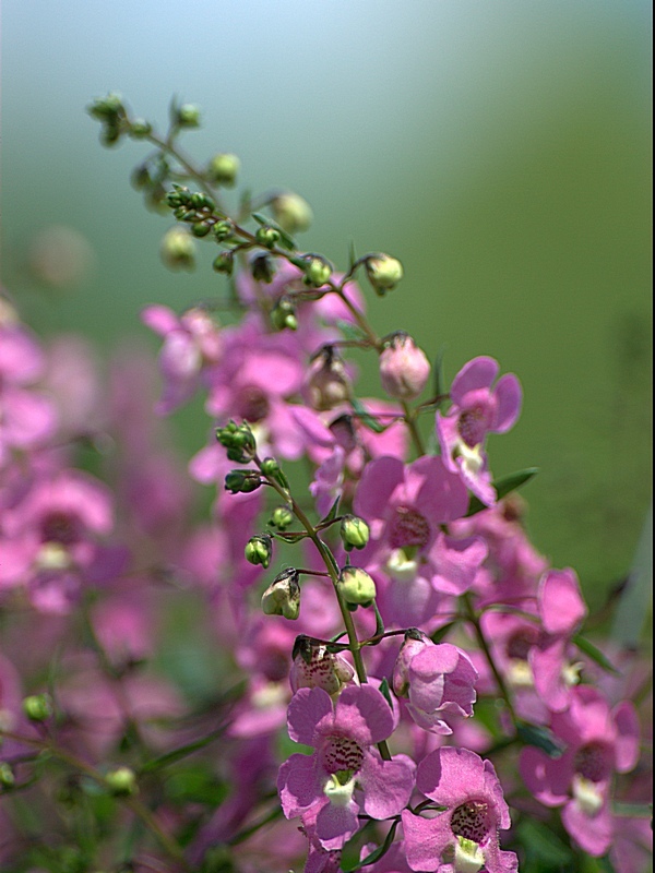 Foxglove