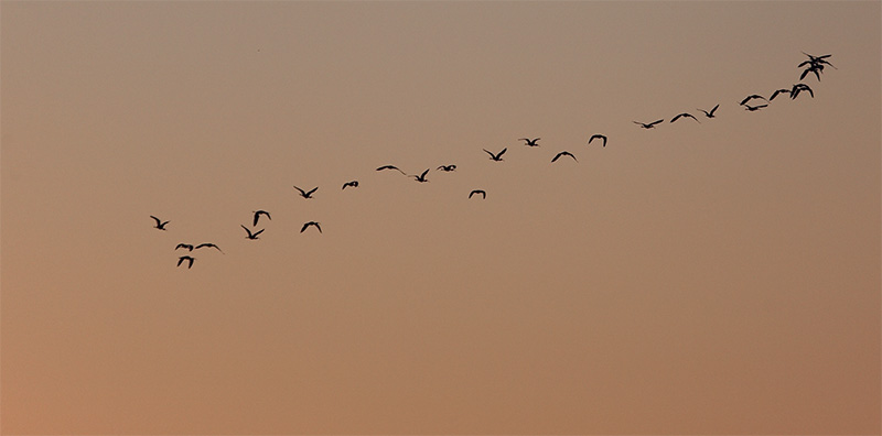 flock