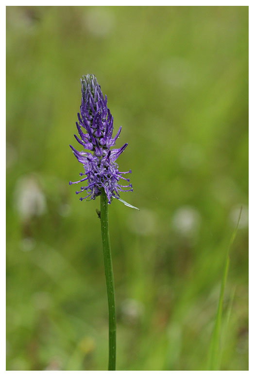 Phyteuma ovatum