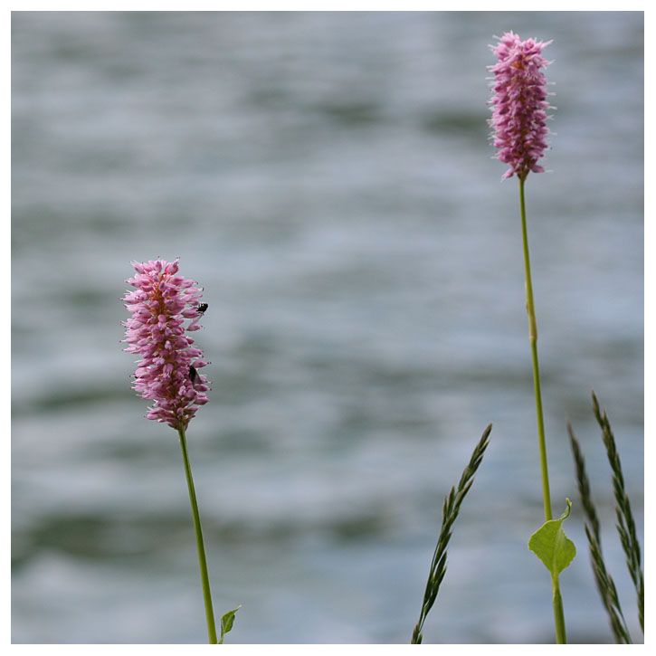 Polygonum bistorta