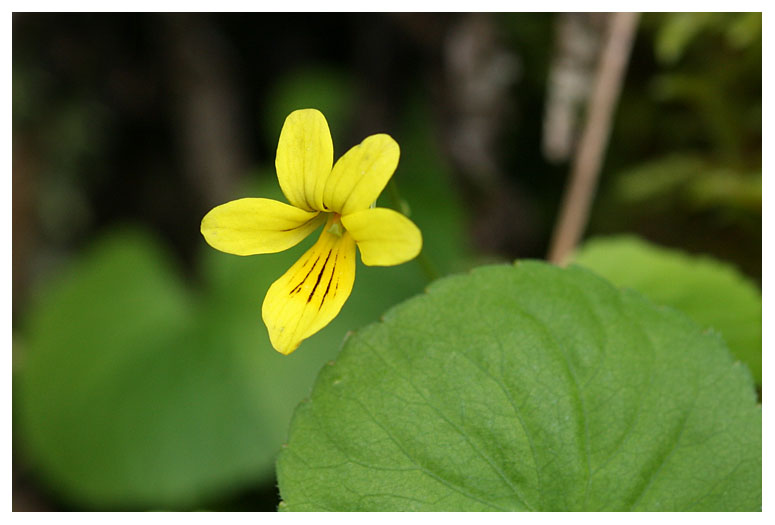 Viola biflora