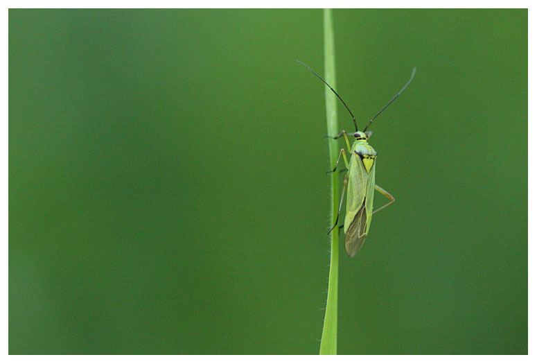 Miridae sp.