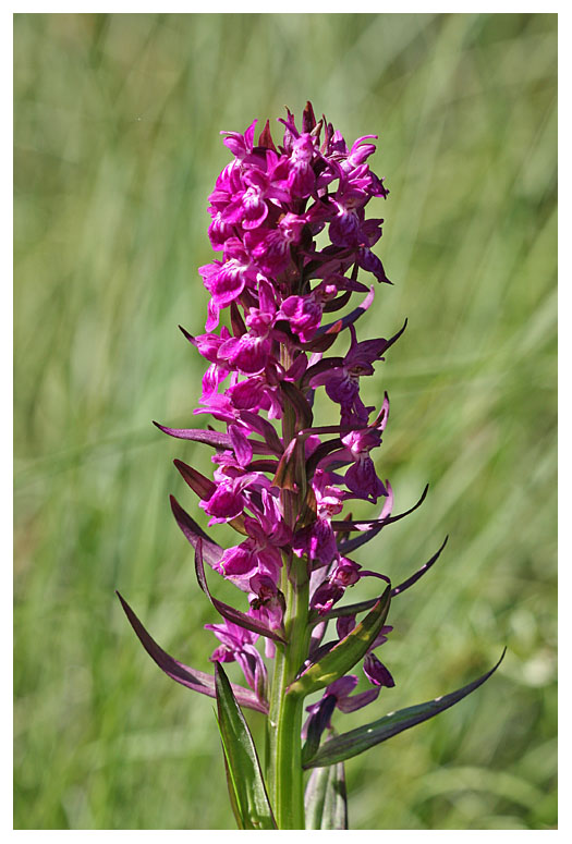 Dactylorhiza majalis subsp. alpestris