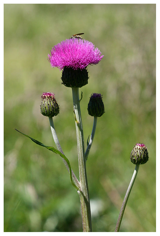 Cirsium helenioides