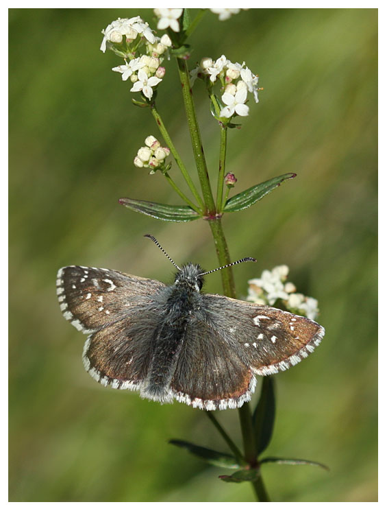 Pyrgus warrenensis