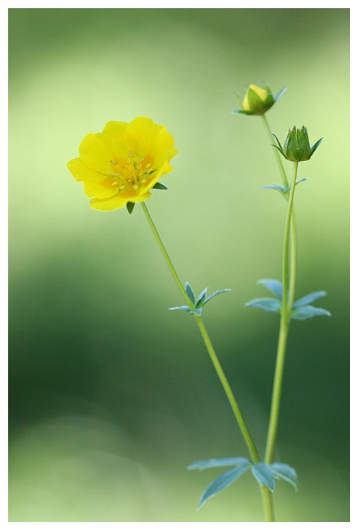 Potentilla