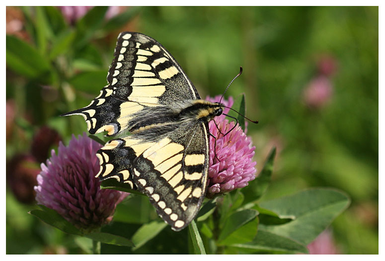 Papilio machaon