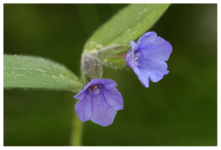 Pulmonaria angustifolia