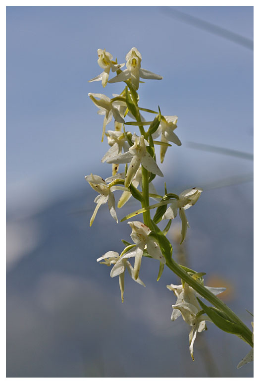 Platanthera bifolia