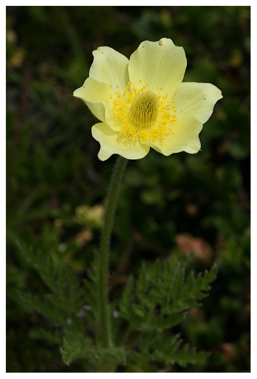 Pulsatilla alpina