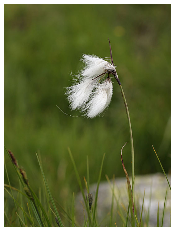 Eriophorum