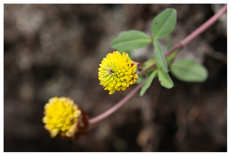 Trifolium badium