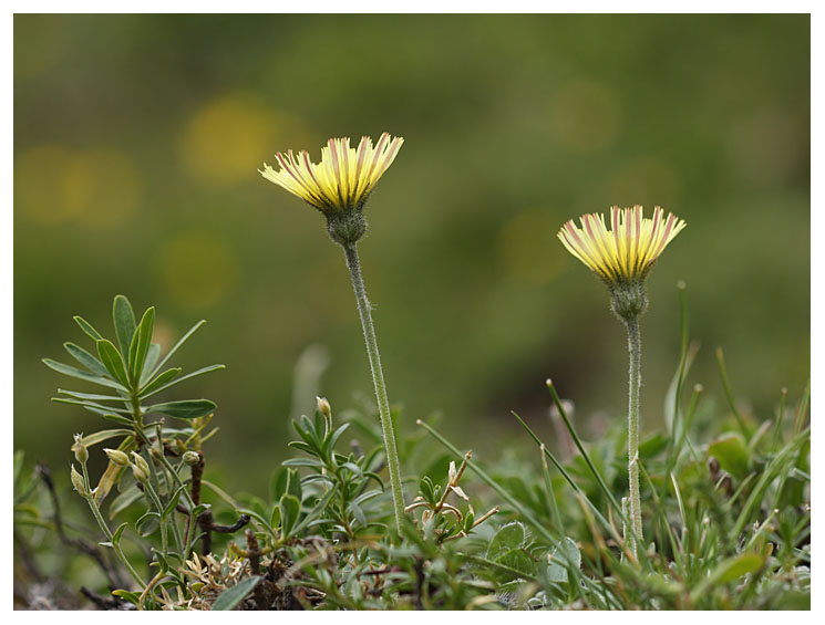 Hieracium pilosella