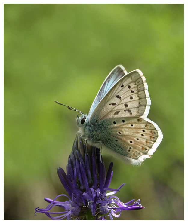 Polyommatus coridon