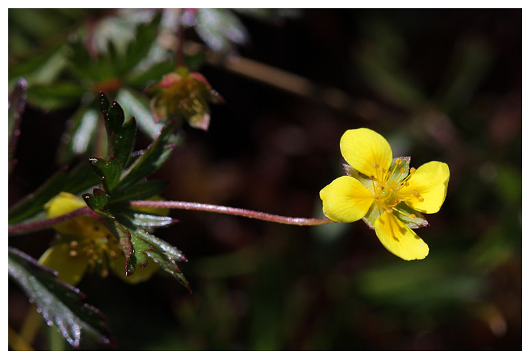 Potentilla erecta