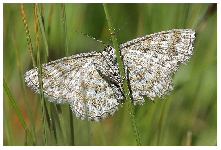 Geometridae sp.