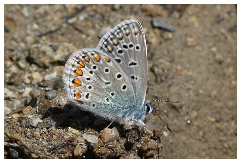 Lycaenidae sp.