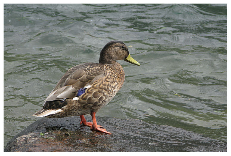 Mallard