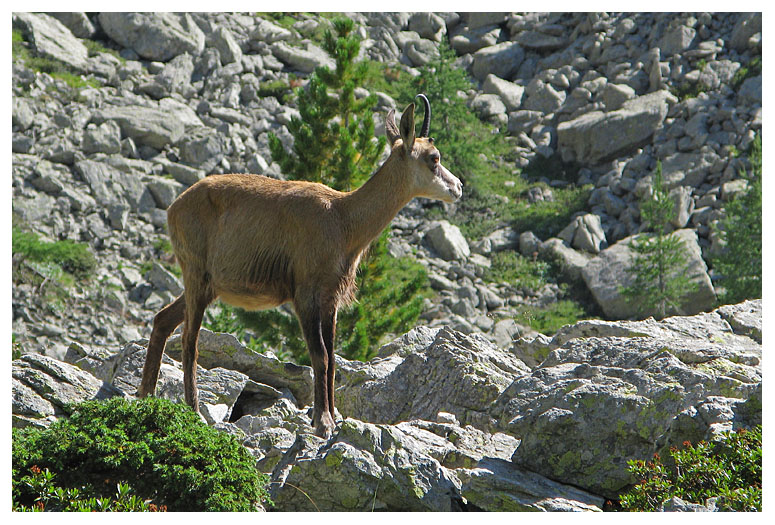 Rupicapra rupicapra