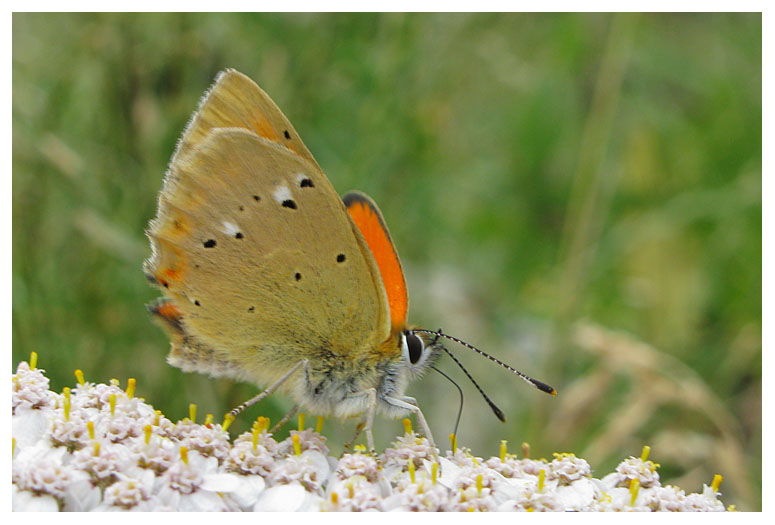 Lycaena virgaurea