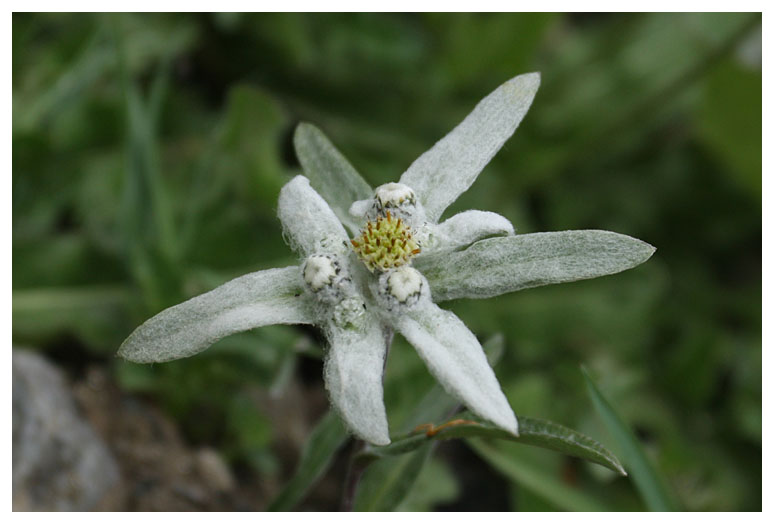 Leontopodium alpinum