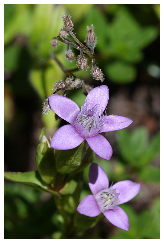 Gentiana campestris