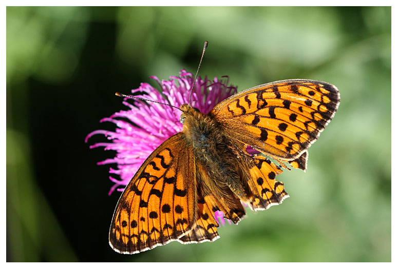 Argynnis adippe