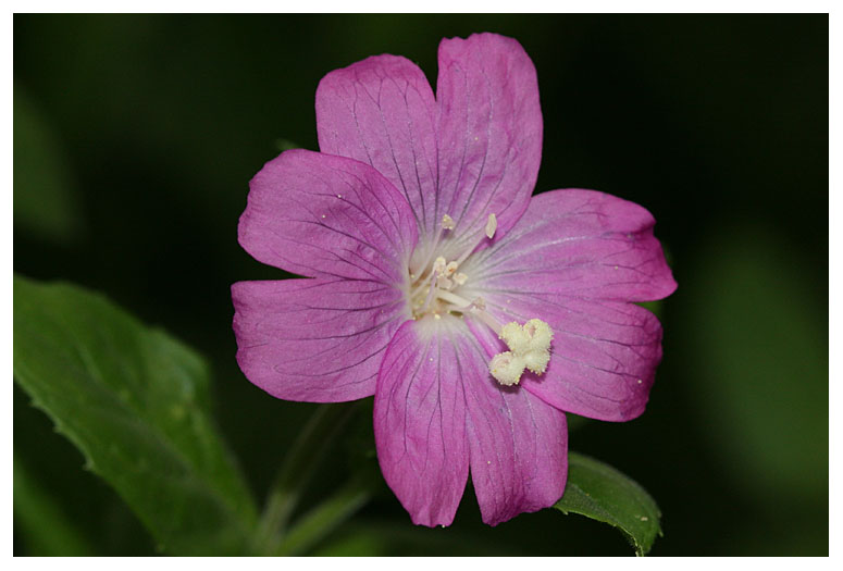 Epilobium hirsitum