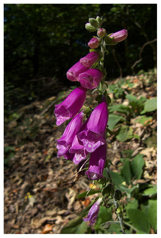 Digitalis purpurea