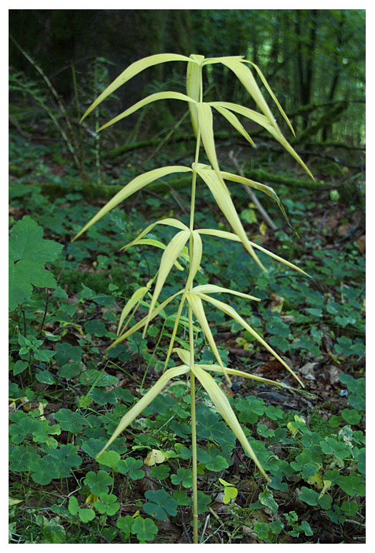 Polygonatum verticillatum