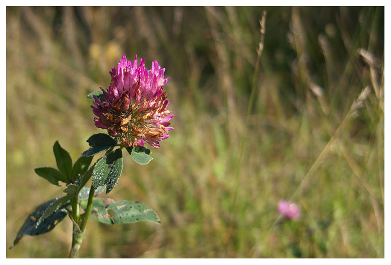 Trifolium pratense