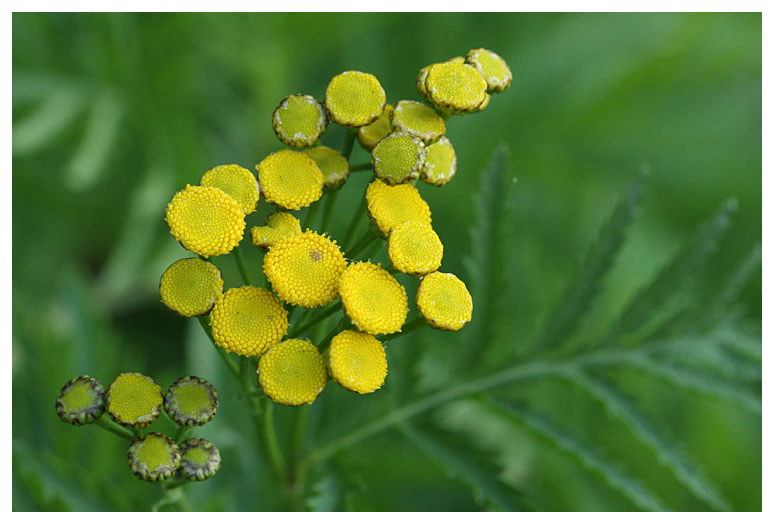 Tanacetum vulgare