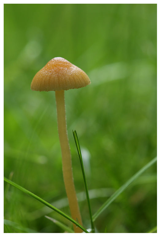 Galerina clavata