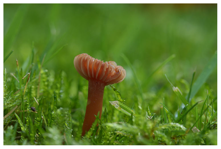 Laccaria laccata