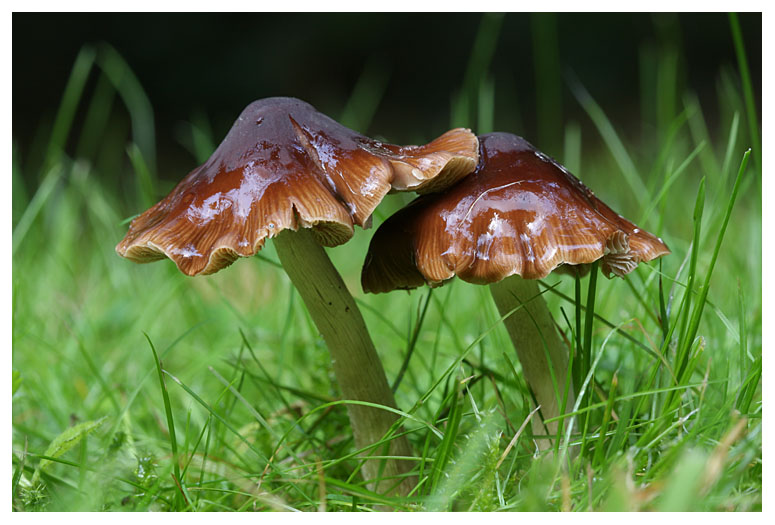 Hygrocybe conica