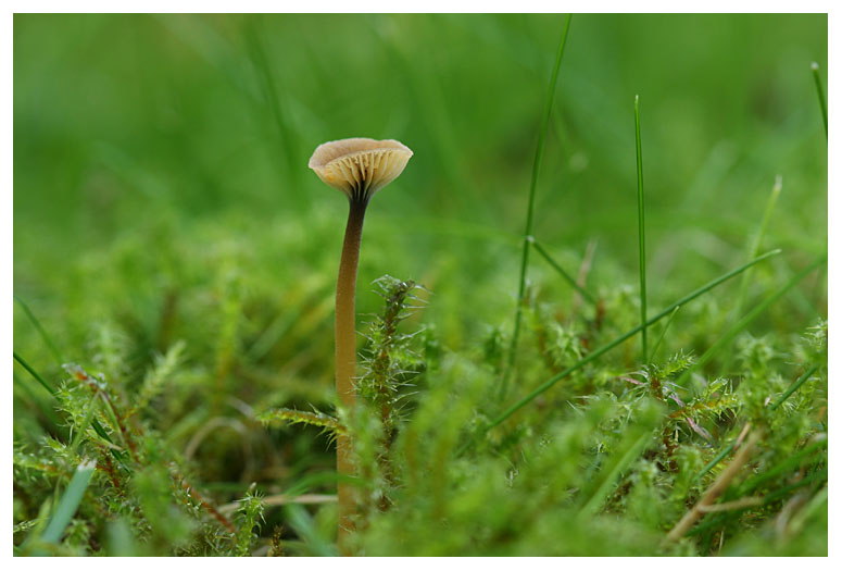 Rickenella swartzii